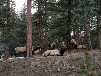 Evergreen Elk image